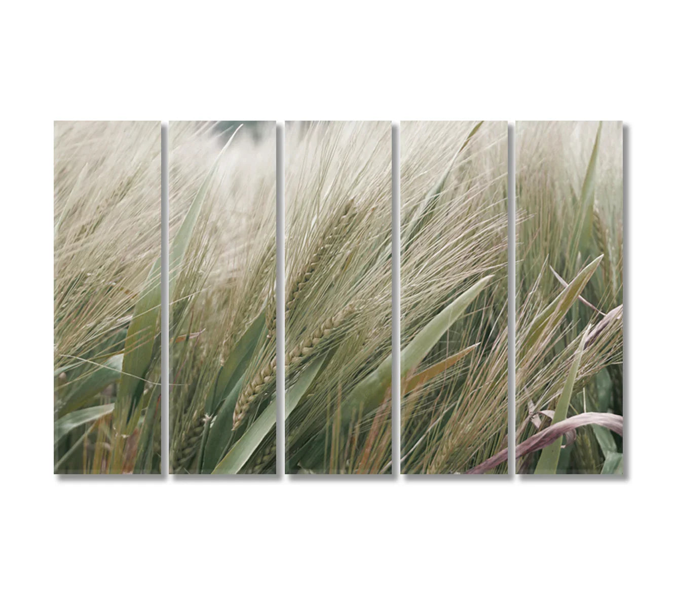 Barley Canvas Home Wall Art Decor-Canvas Print-CetArt-1 Panel-24x16 inches-CetArt