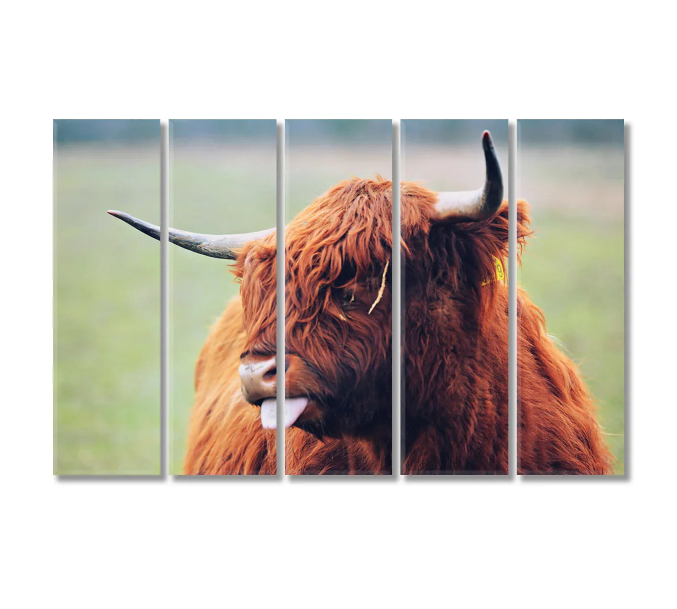 Cute Highland Cow Home Art Decor-Canvas Print-CetArt-1 Panel-24x16 inches-CetArt