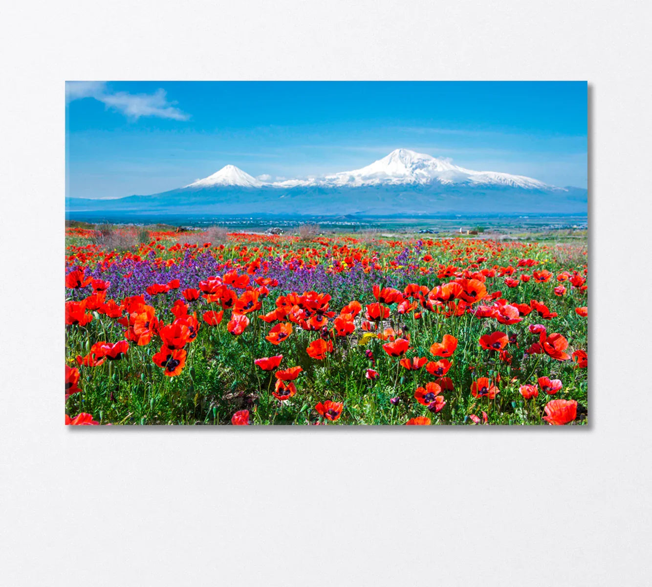 Poppy Field near Mount Ararat Armenia Canvas Print-Canvas Print-CetArt-1 Panel-24x16 inches-CetArt