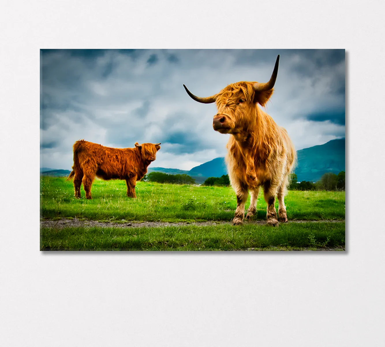 Highland Cows Canvas Print-Canvas Print-CetArt-1 Panel-24x16 inches-CetArt