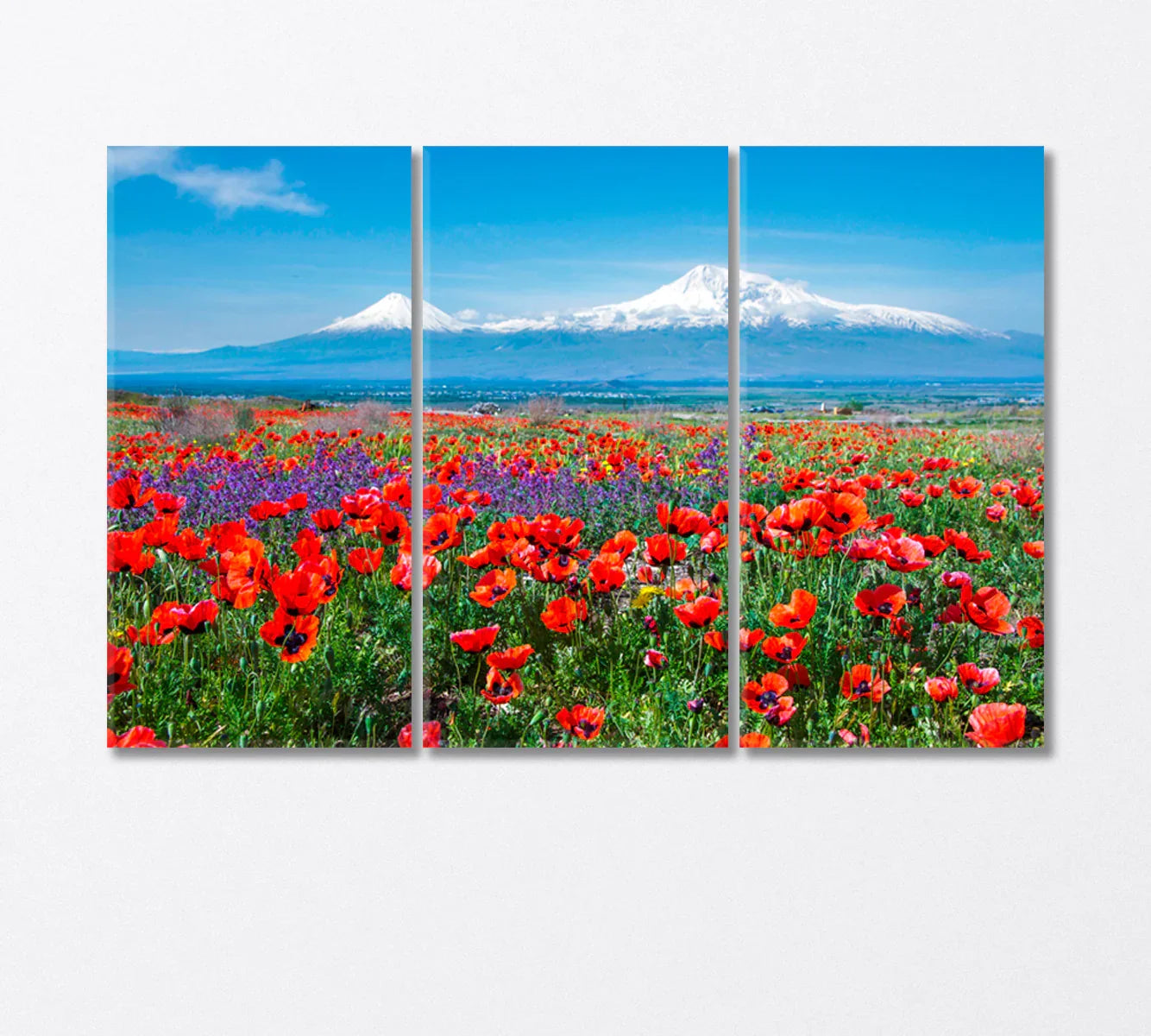 Poppy Field near Mount Ararat Armenia Canvas Print-Canvas Print-CetArt-3 Panels-36x24 inches-CetArt