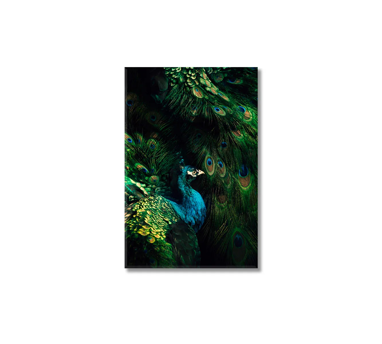 Abstract Peacock Canvas Print-Canvas Print-CetArt-1 panel-16x24 inches-CetArt