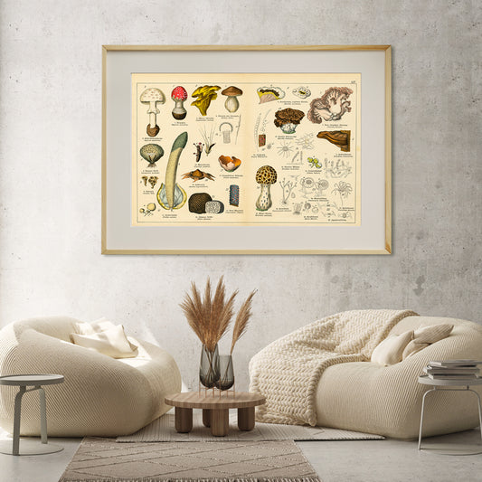 Vintage Mushrooms Poster Home Decor-Horizontal Posters NOT FRAMED-CetArt-10″x8″ inches-CetArt