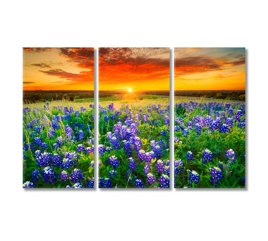 Bluebonnets Field at Sunset, Texas — Canvas Print