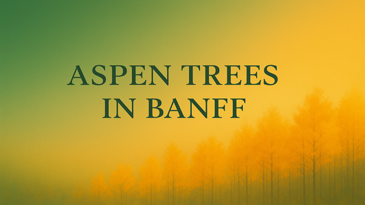Aspen Grove Canvas — Banff Autumn Wall Art for Modern Homes