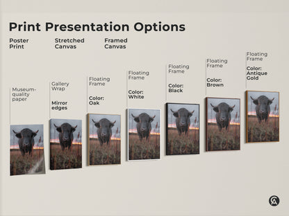 Explore print presentation options for bull artwork. Choose from poster prints to stretched canvas to framed canvas. Various floating frame colors available. Find the perfect style for your rustic farmhouse wall art. Enhance your home decor today.
