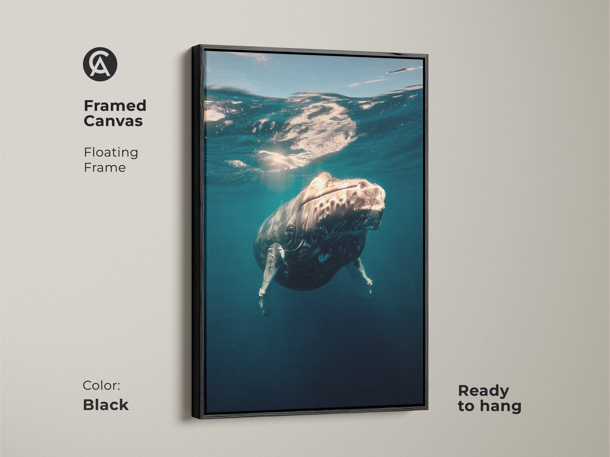This framed canvas art features a humpback whale underwater. Black floating frame enhances the deep sea whale art. It is ready to hang. Coastal themed art for any room. Perfect whale watching gift. This canvas is perfect for ocean habitat art.