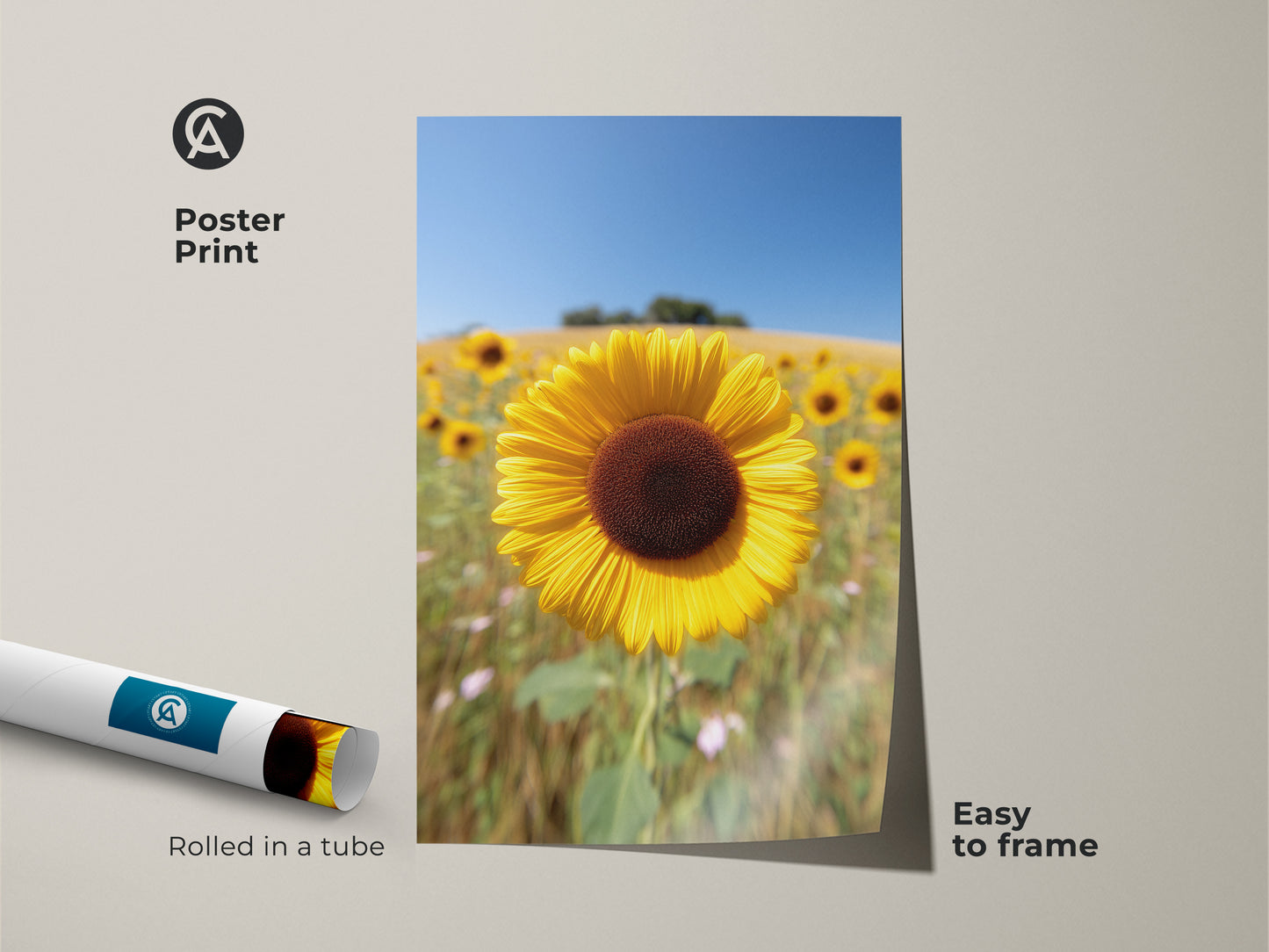 Easy to frame poster print showcases a close-up sunflower in a yellow bloom field. This nature inspired artwork is rolled in a tube for protection. The botanical sunflower print brings a sunny summer day indoors. Perfect for farmhouse decor or a gift for grandma.
