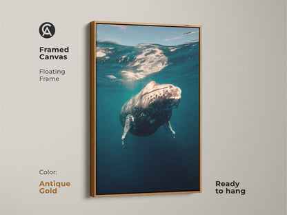 Framed canvas art featuring a humpback whale. The antique gold floating frame enhances the ocean artwork. Ready to hang in any room. This is a coastal themed art piece. This framed canvas makes a great whale watching gift.