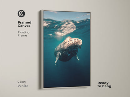 Framed canvas art features a humpback whale underwater. White floating frame enhances the coastal artwork. It is ready to hang. Coastal themed art for any room. This framed canvas is a perfect ocean lover gift.