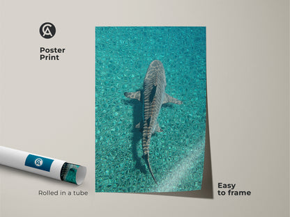 Poster print of a shark swimming in turquoise ocean waters rolled in a tube. Easy to frame this teal blue shark print brings an underwater wildlife scene. Ideal coastal wall decor for marine biology art enthusiasts. Perfect scuba diver gift idea for nature lovers. This oceanic wildlife decor complements coastal and wildlife themes.