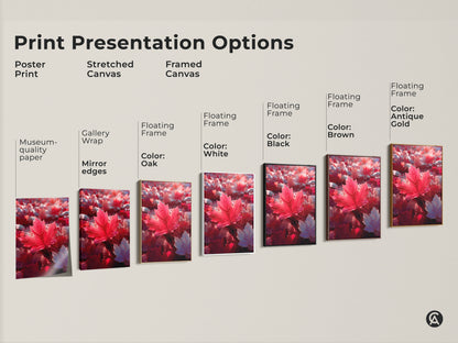 Print presentation options for a red maple leaf art. Options include poster prints stretched canvas and framed canvas. Choose from floating frames in white black brown oak and antique gold. Find the perfect wall art for your home.