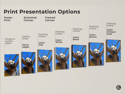 Explore print presentation options. See poster prints stretched canvases and framed canvases. Each features a cute panda in a tree. Choose black brown white or antique gold frames.
