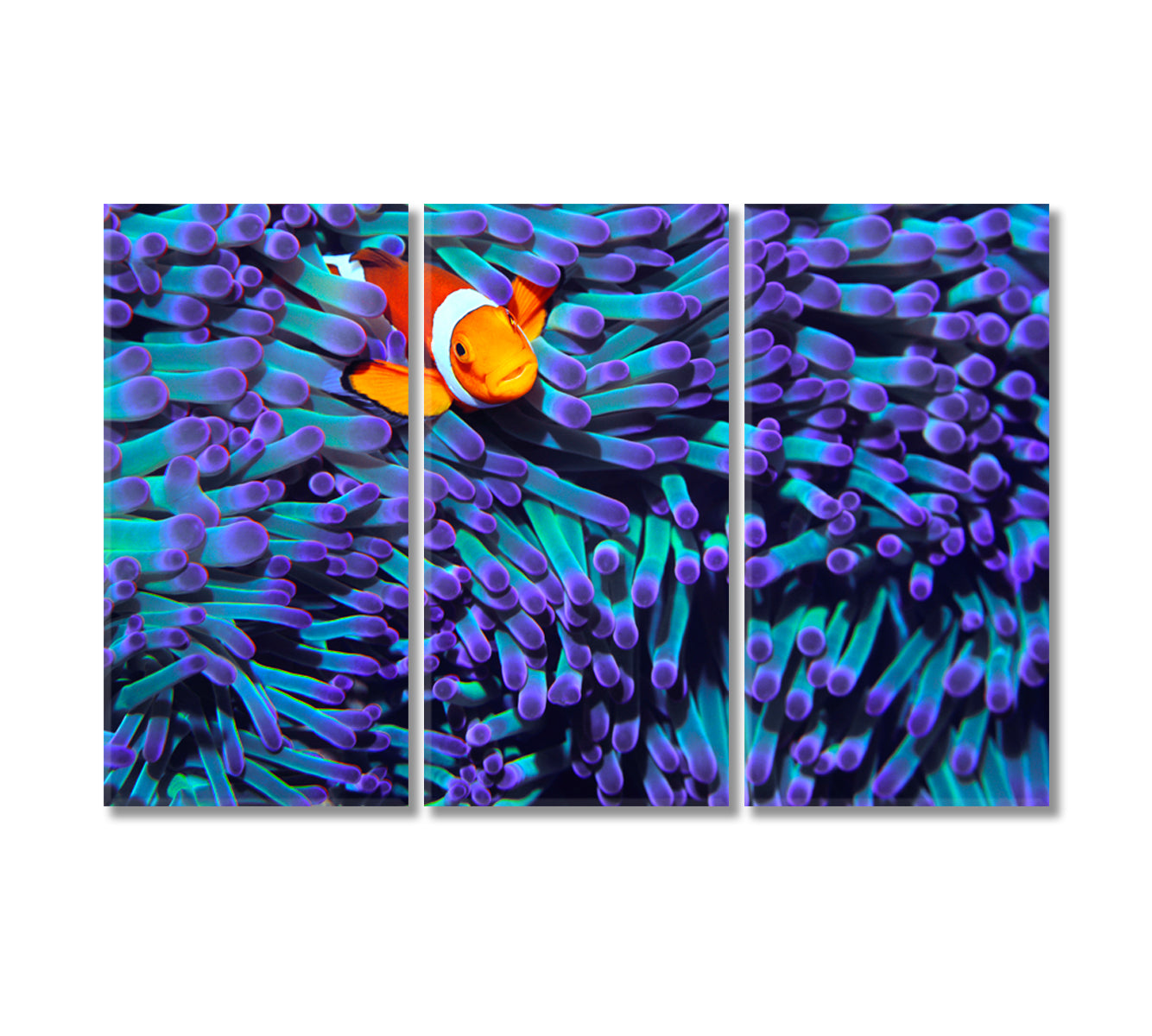 Anemonefish Canvas Print Wall Art-Canvas Print-CetArt-3 Panels-36x24 inches-CetArt