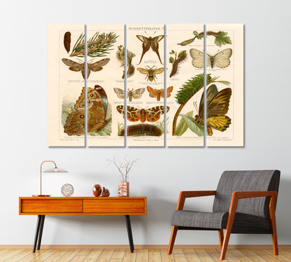 Antique Chromolithograph of Butterflies Wall Art-Canvas Print-CetArt-1 Panel-24x16 inches-CetArt