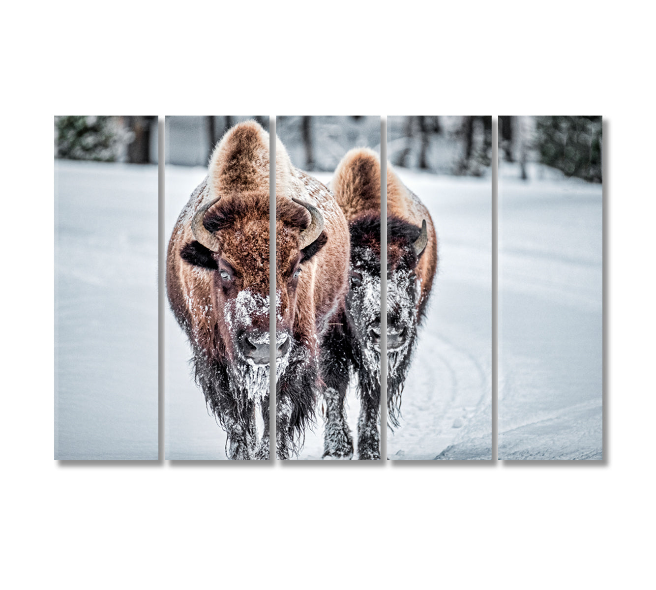 Bison in Winter Print Canvas Art-Canvas Print-CetArt-5 Panels-36x24 inches-CetArt