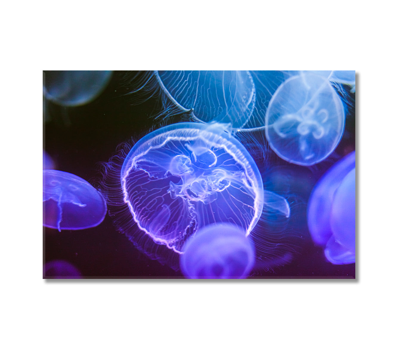 Blue Jellyfish Canvas Wall Decor-Canvas Print-CetArt-1 Panel-24x16 inches-CetArt