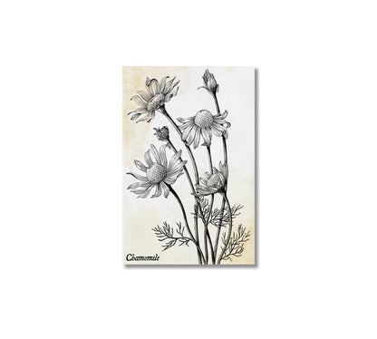 Chamomile Flowers Vintage Wall Art Decor-Canvas Print-CetArt-1 panel-16x24 inches-CetArt