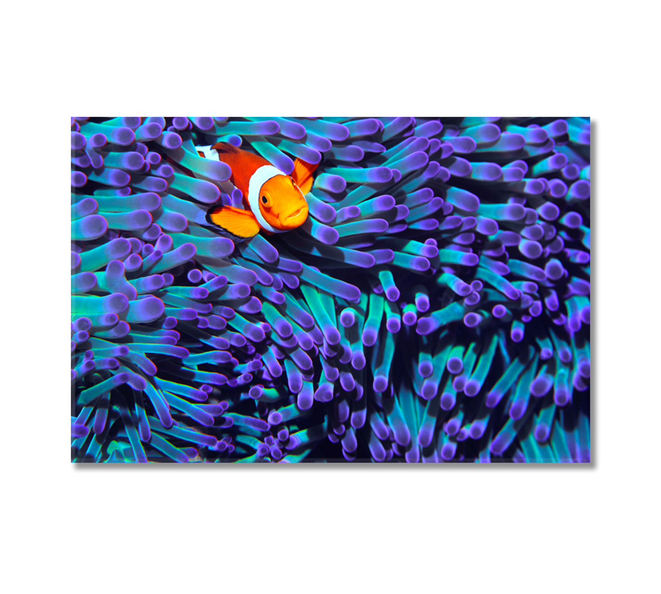 Anemonefish Canvas Print Wall Art-Canvas Print-CetArt-1 Panel-24x16 inches-CetArt