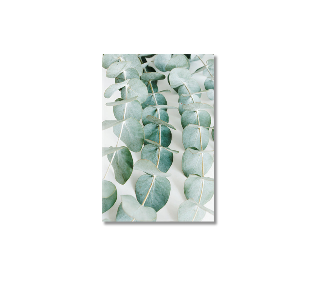 Eucalyptus Leaves Canvas Art Home Decor-Canvas Print-CetArt-1 panel-16x24 inches-CetArt