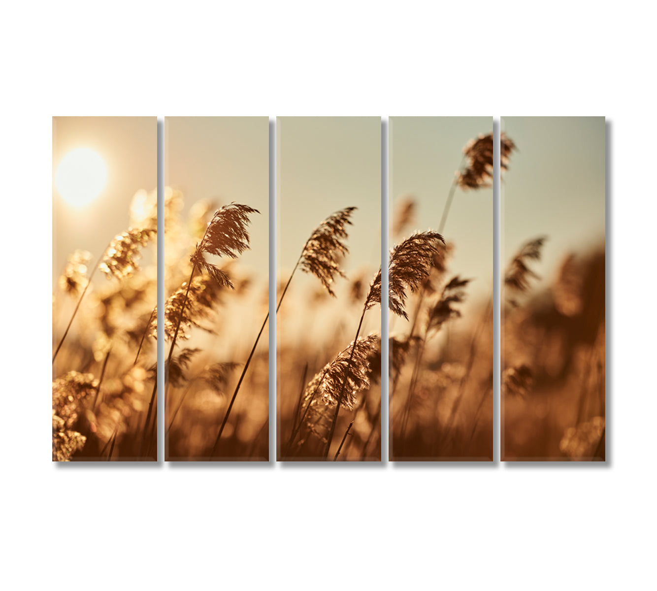 Reeds in Sun Rays Canvas Print-Canvas Print-CetArt-5 Panels-36x24 inches-CetArt