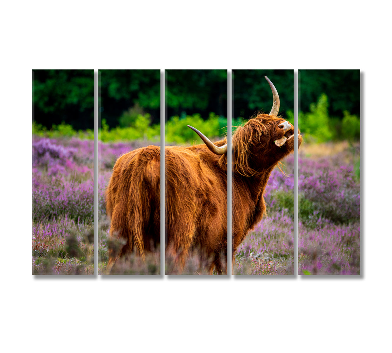 Highland Cows in Meadow Wall Art Decor-Canvas Print-CetArt-5 Panels-36x24 inches-CetArt