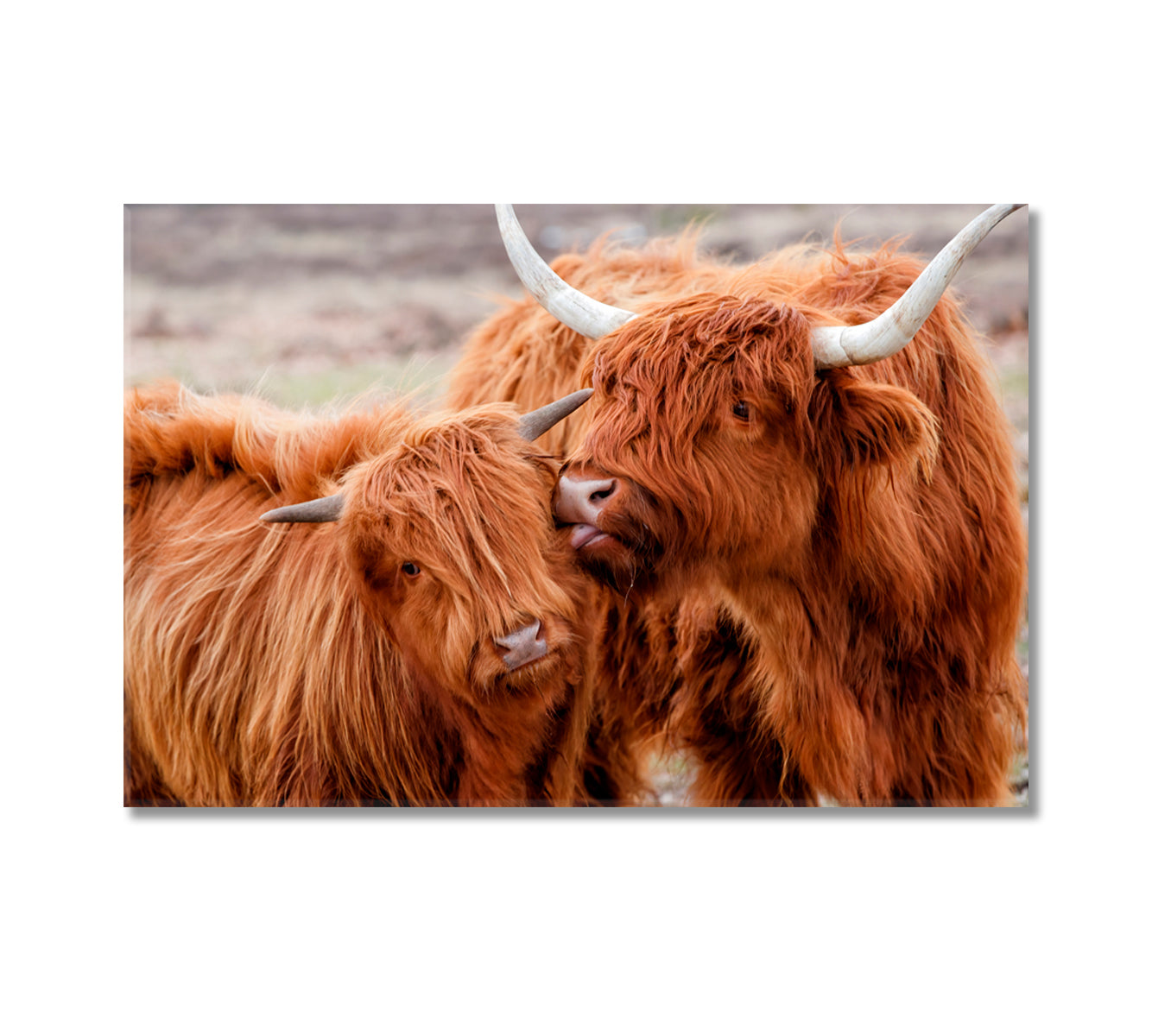Highland Cow Family Art For Home-Canvas Print-CetArt-1 Panel-24x16 inches-CetArt