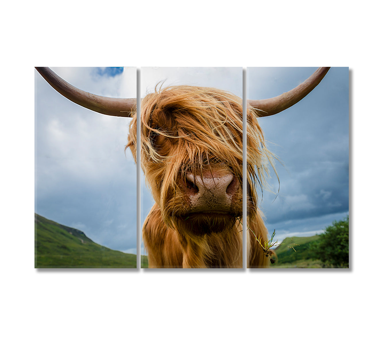 Beautiful Highland Cow Canvas Home Decor-Canvas Print-CetArt-3 Panels-36x24 inches-CetArt