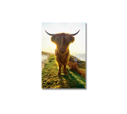 Highland Cow at Sunset Home Wall Art-Canvas Print-CetArt-1 panel-16x24 inches-CetArt