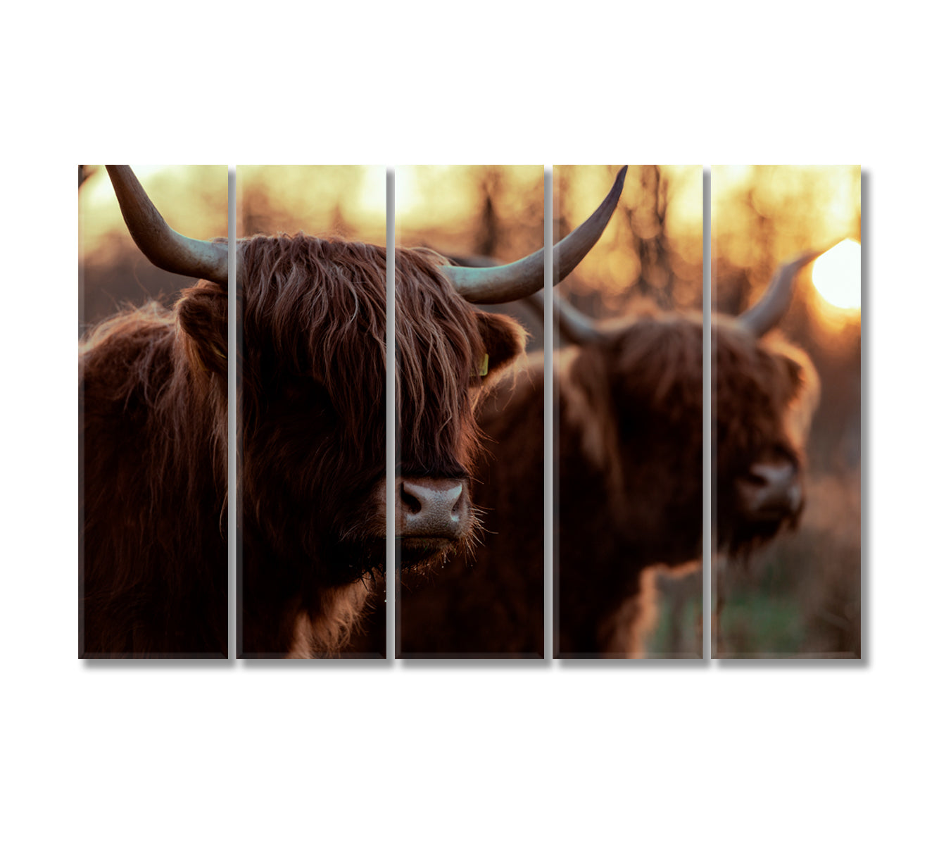 Highland Сows Trendy Giclee Print-Canvas Print-CetArt-5 Panels-36x24 inches-CetArt