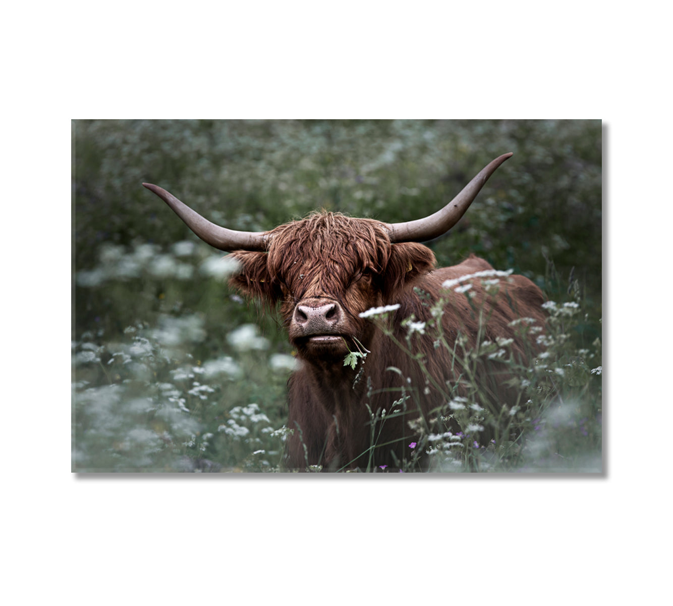 Highland Cow in Green Grass Wall Art Print-Canvas Print-CetArt-1 Panel-24x16 inches-CetArt