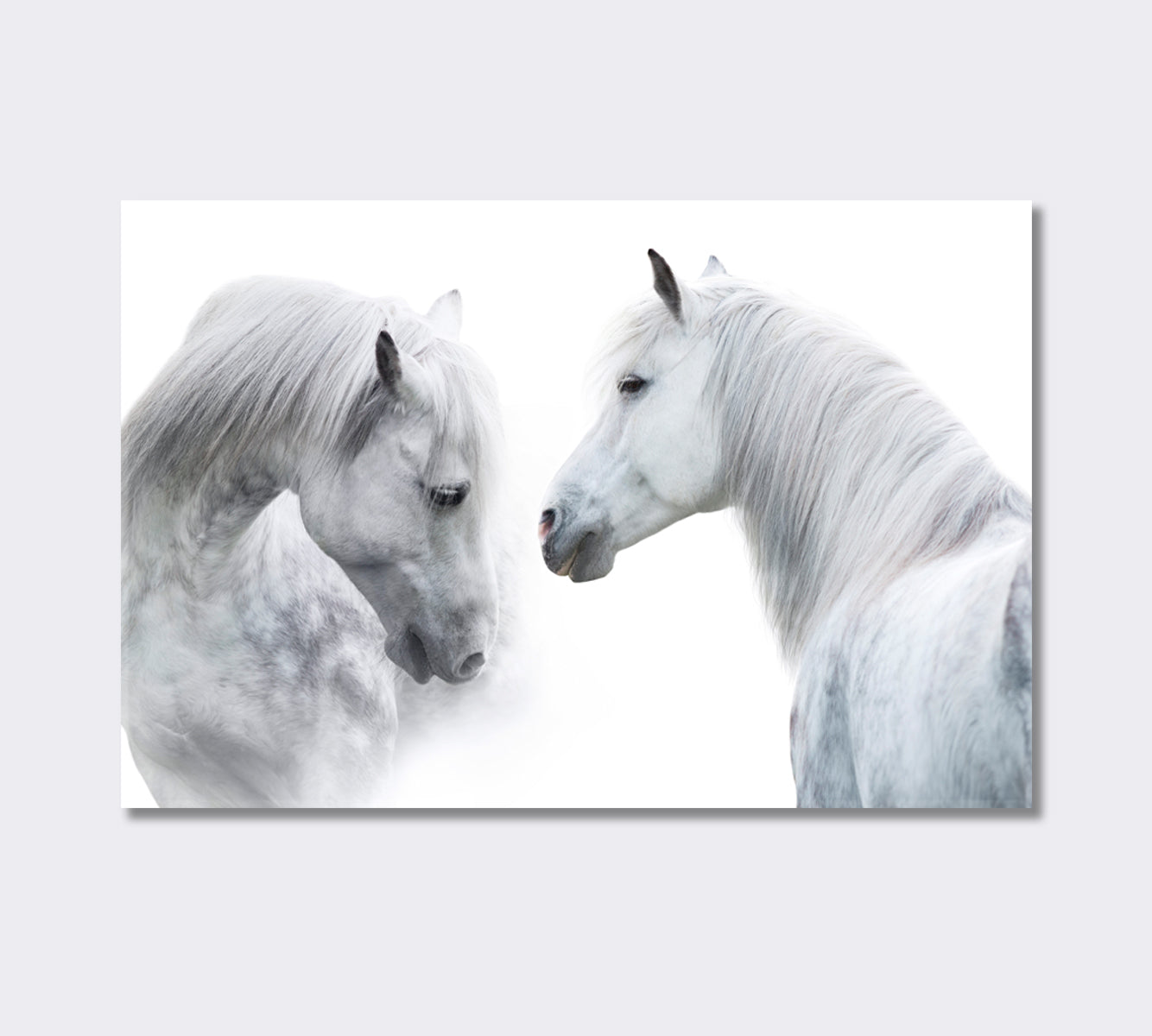 White Horses Portrait Giclee Print-Canvas Print-CetArt-1 Panel-24x16 inches-CetArt