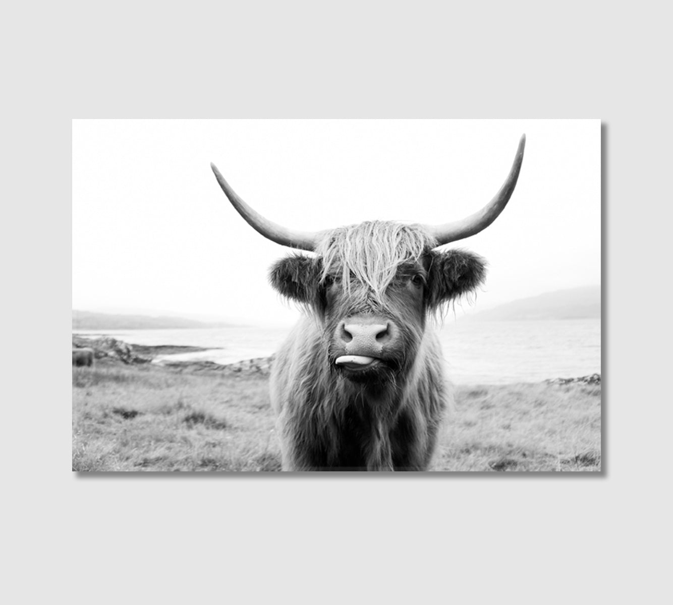 Funny Highland Cow Wall Art Decor-Canvas Print-CetArt-1 Panel-24x16 inches-CetArt