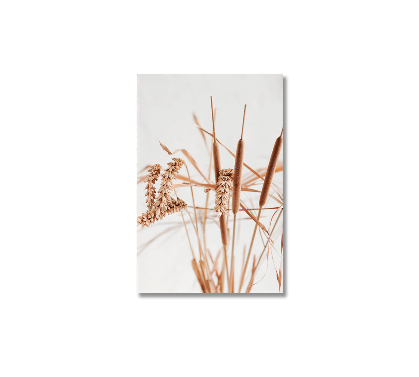 Dry Beige Reeds Giclee Art Decor-Canvas Print-CetArt-1 panel-16x24 inches-CetArt