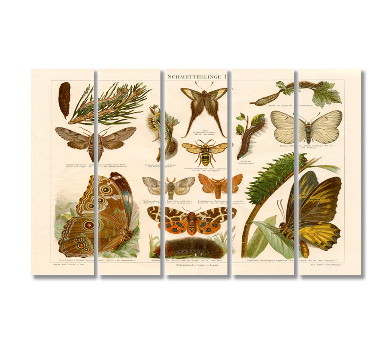 Antique Chromolithograph of Butterflies Wall Art-Canvas Print-CetArt-5 Panels-36x24 inches-CetArt