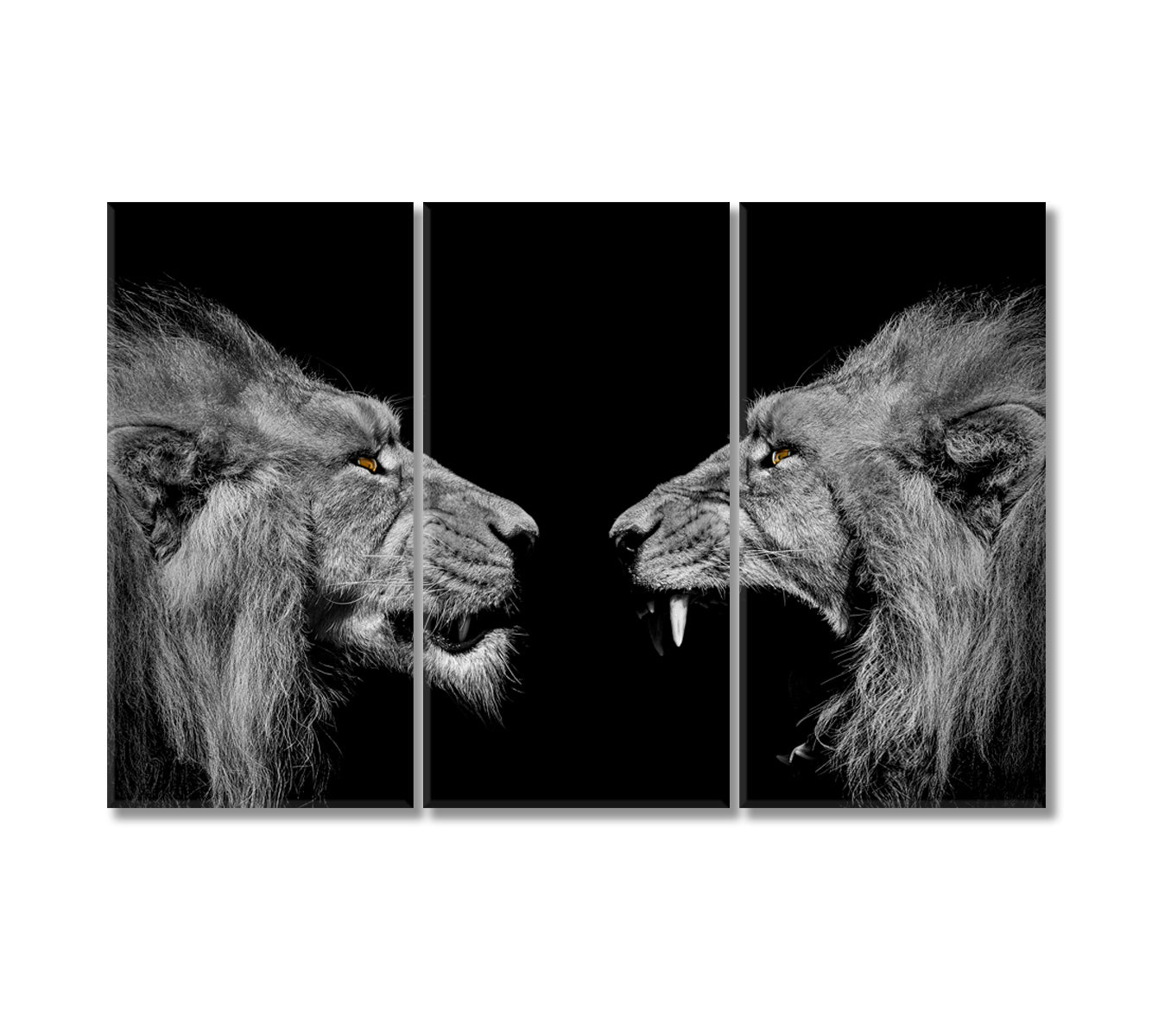 Lions Black and White Canvas Print-Canvas Print-CetArt-3 Panels-36x24 inches-CetArt