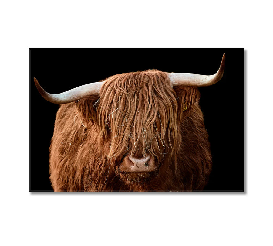 Highland cattle canvas with rustic black background