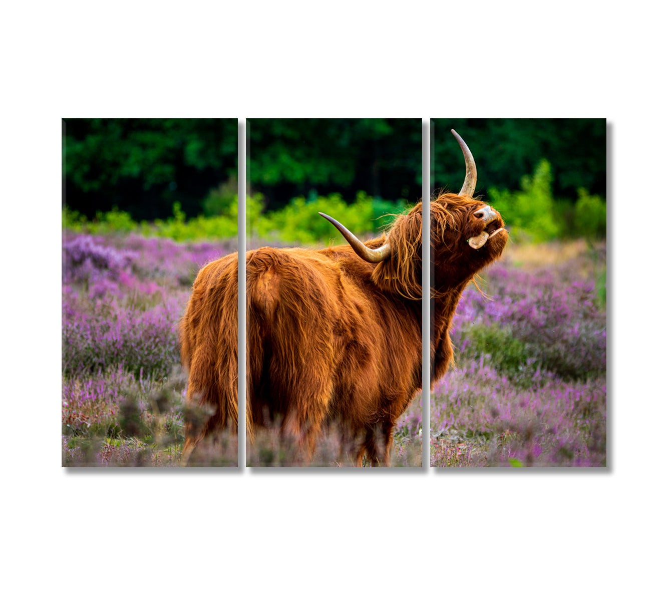 Highland Cows in Meadow Wall Art Decor-Canvas Print-CetArt-3 Panels-36x24 inches-CetArt