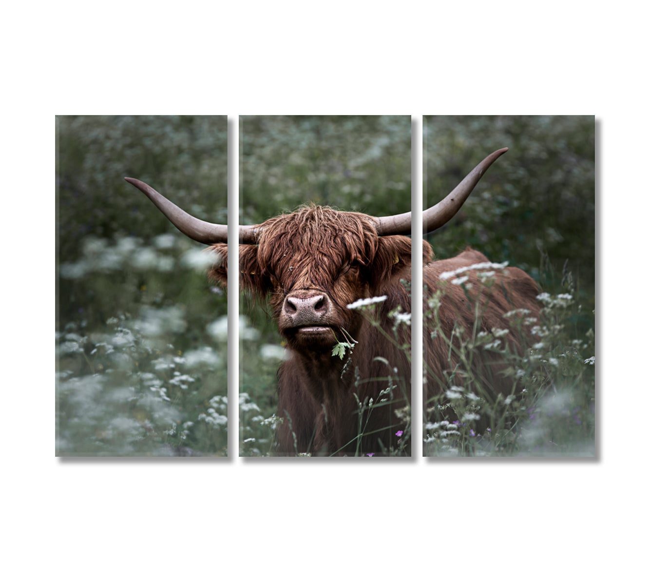 Highland Cow in Green Grass Wall Art Print-Canvas Print-CetArt-3 Panels-36x24 inches-CetArt