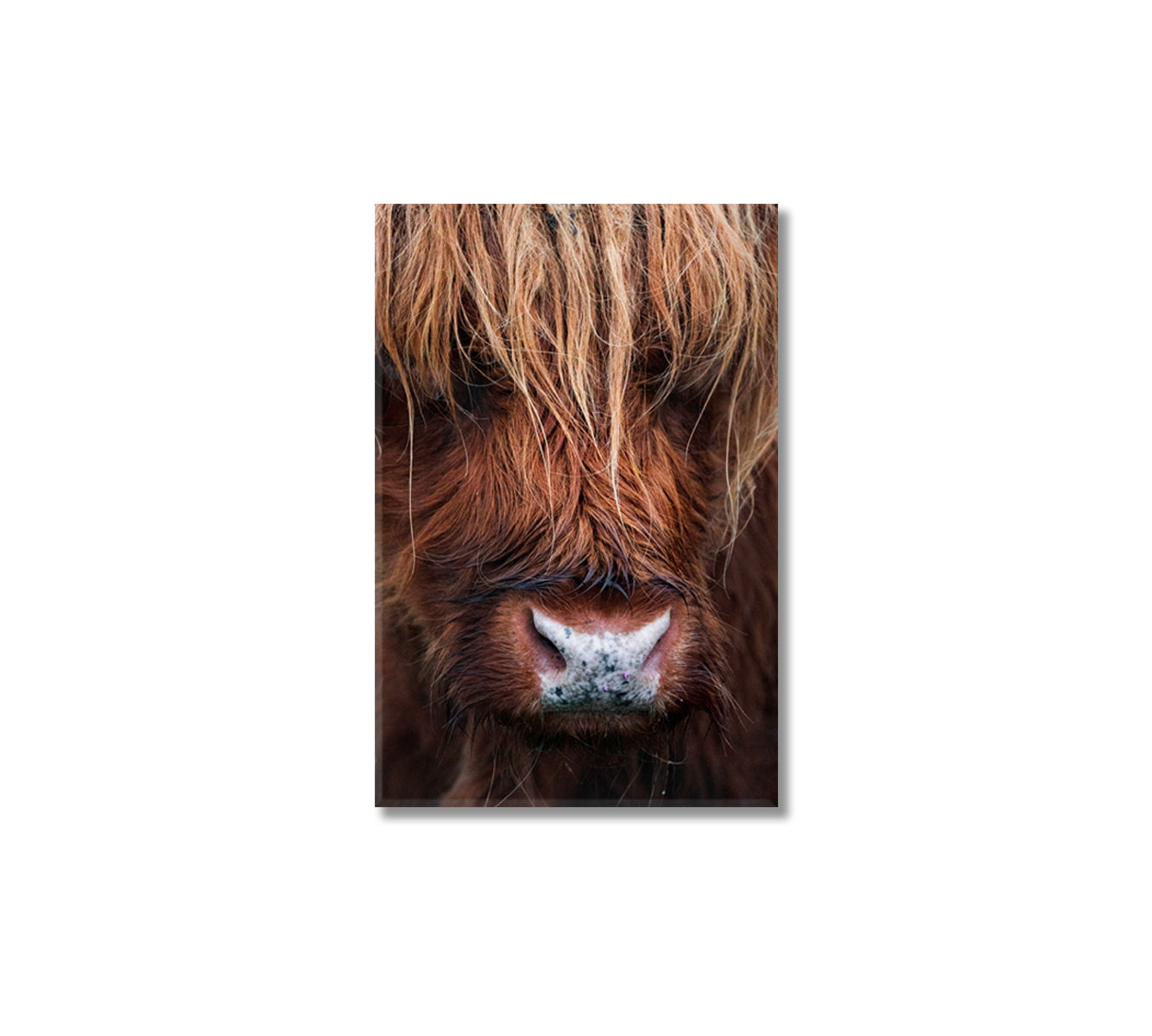 Scottish Highland Cow Canvas Wall Art-Canvas Print-CetArt-1 panel-16x24 inches-CetArt