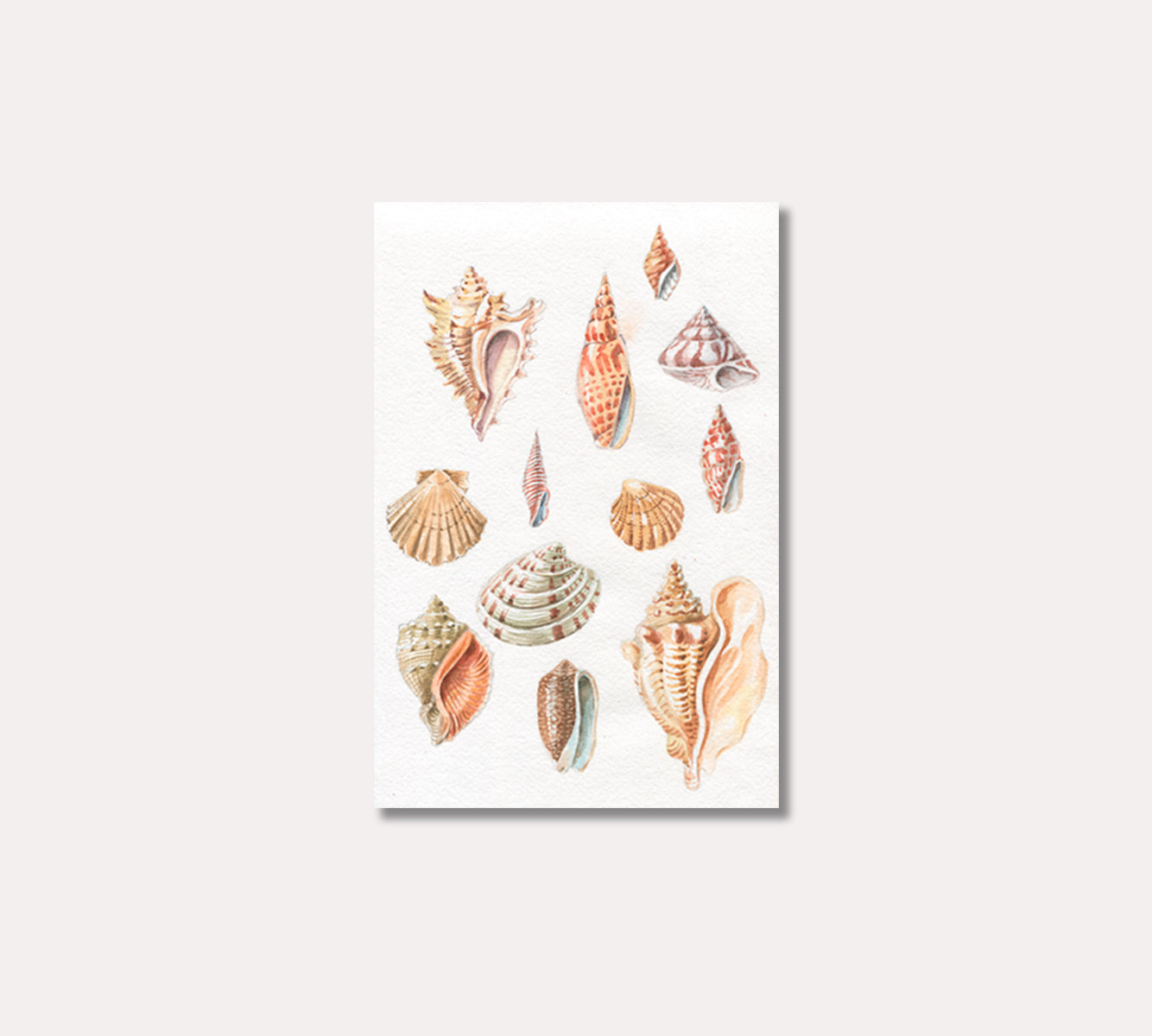 Seashells Art for Room Wall Decor-Canvas Print-CetArt-1 panel-16x24 inches-CetArt