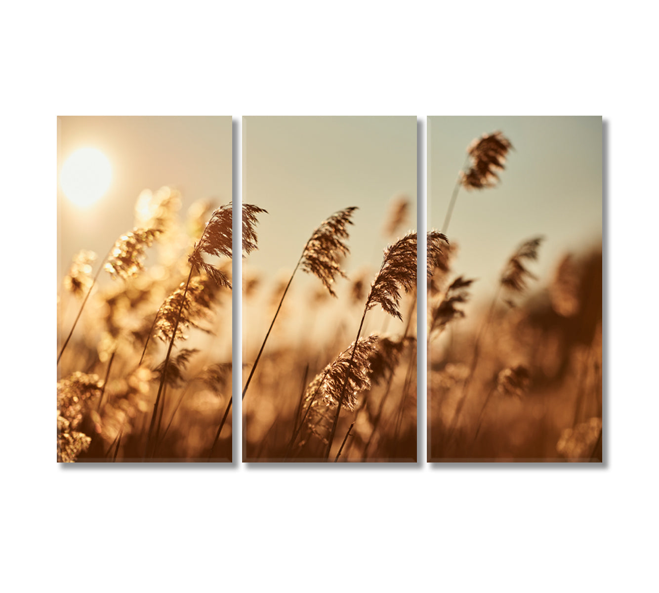 Reeds in Sun Rays Canvas Print-Canvas Print-CetArt-3 Panels-36x24 inches-CetArt