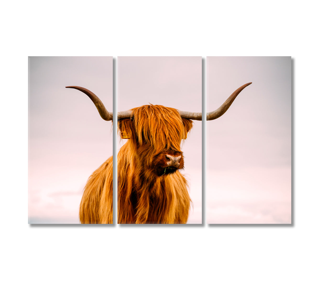 Highland Cow in Sunset Giclee Print-Canvas Print-CetArt-3 Panels-36x24 inches-CetArt