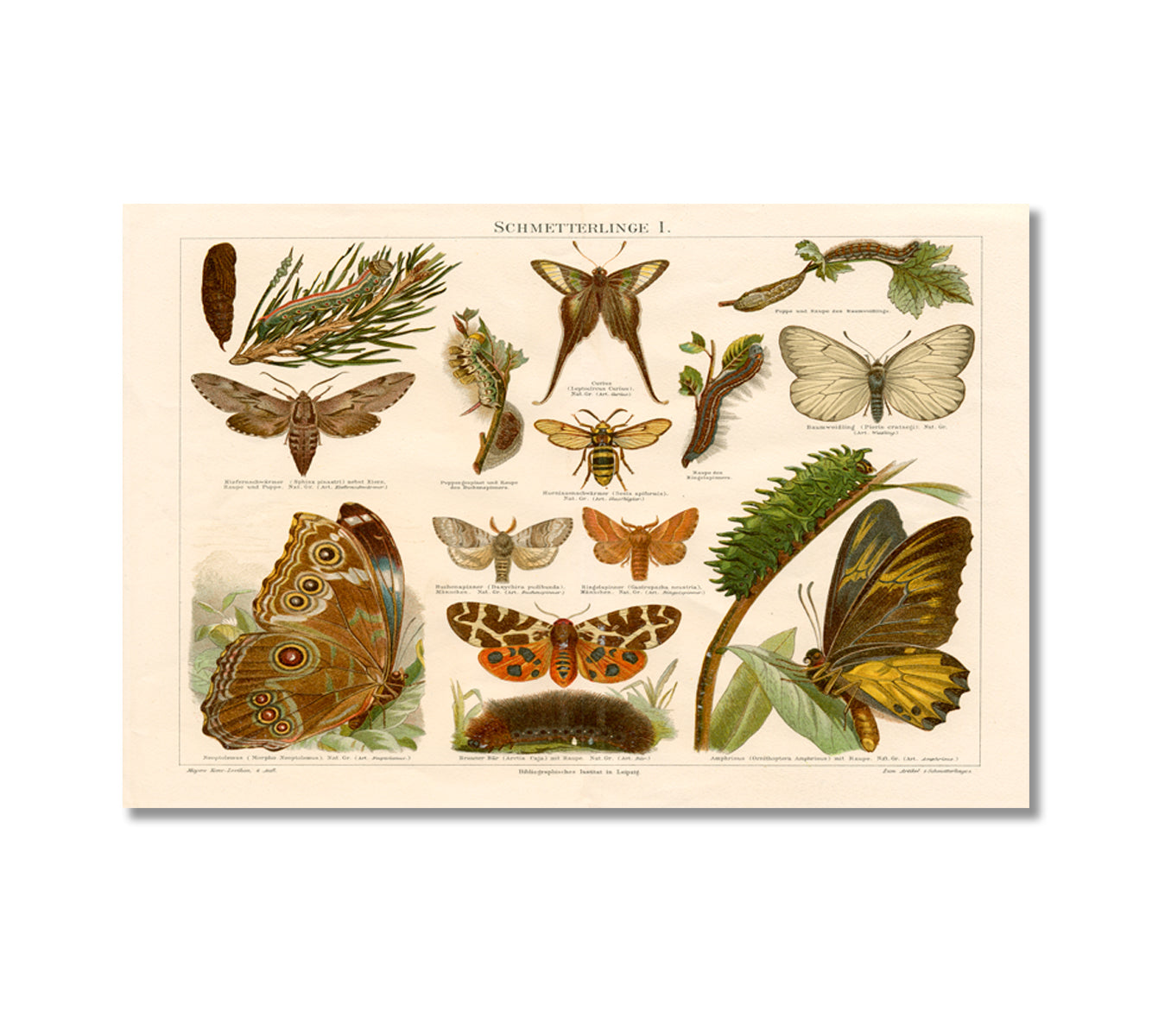 Antique Chromolithograph of Butterflies Wall Art-Canvas Print-CetArt-1 Panel-24x16 inches-CetArt