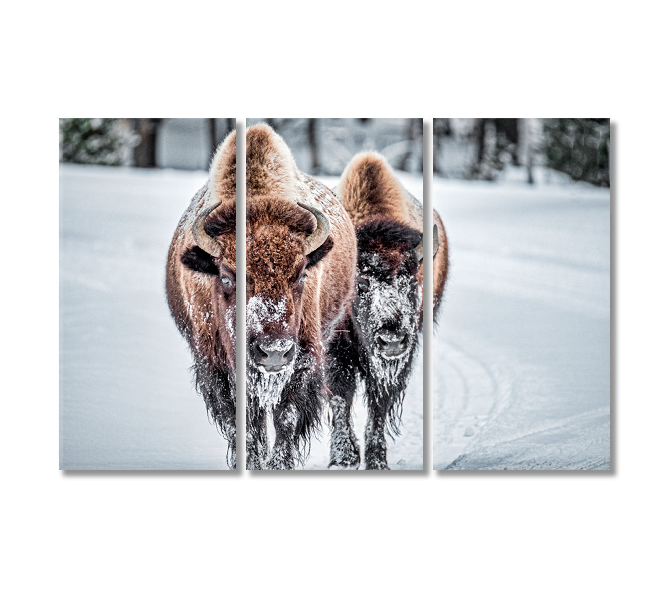 Bison in Winter Print Canvas Art-Canvas Print-CetArt-3 Panels-36x24 inches-CetArt