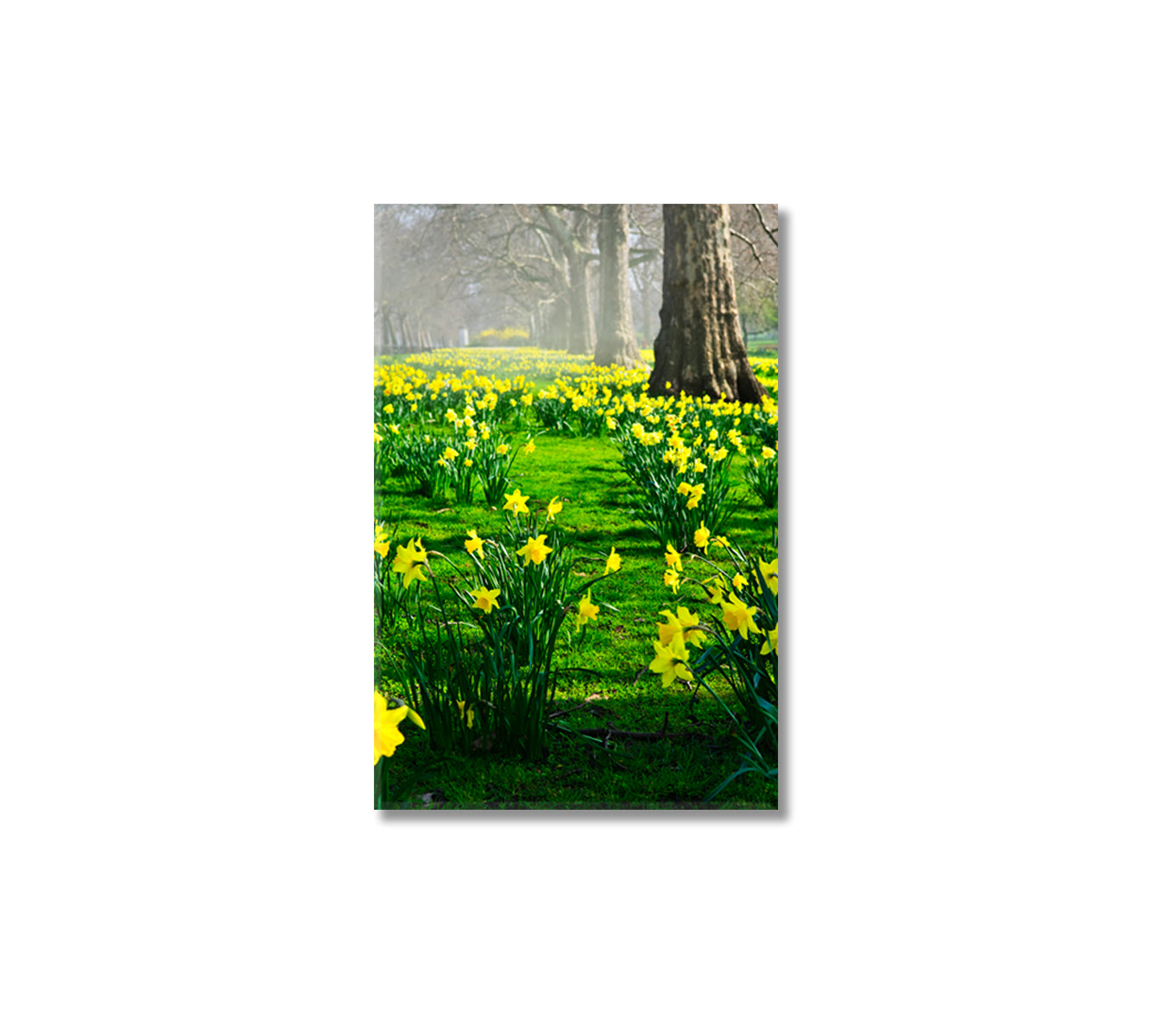 Blooming Daffodils Flowers Canvas Wall Art-Canvas Print-CetArt-1 panel-16x24 inches-CetArt