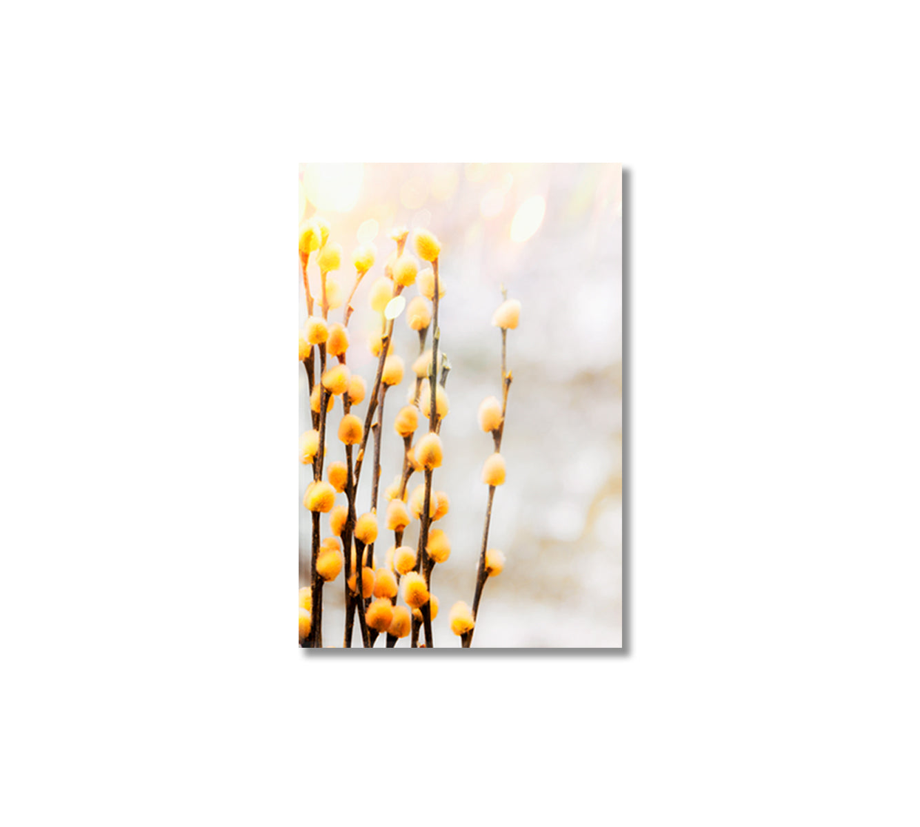 Yellow Willow Branches Giclee Art Decor-Canvas Print-CetArt-1 panel-16x24 inches-CetArt