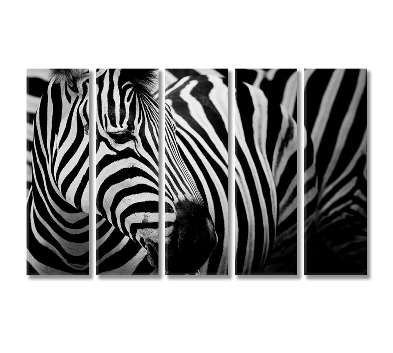 Zebra Black and White Wall Art-Canvas Print-CetArt-5 Panels-36x24 inches-CetArt