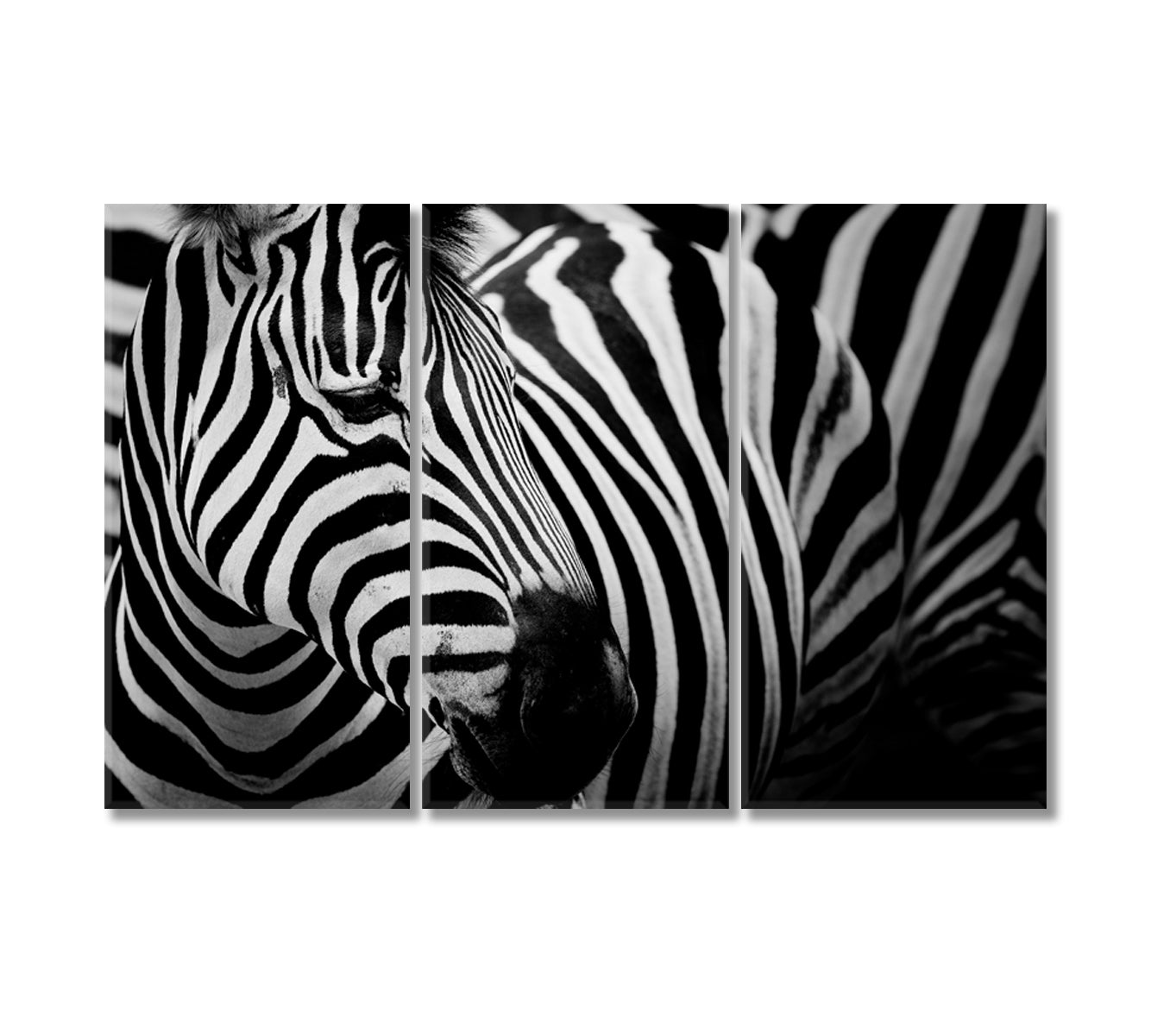 Zebra Black and White Wall Art-Canvas Print-CetArt-3 Panels-36x24 inches-CetArt