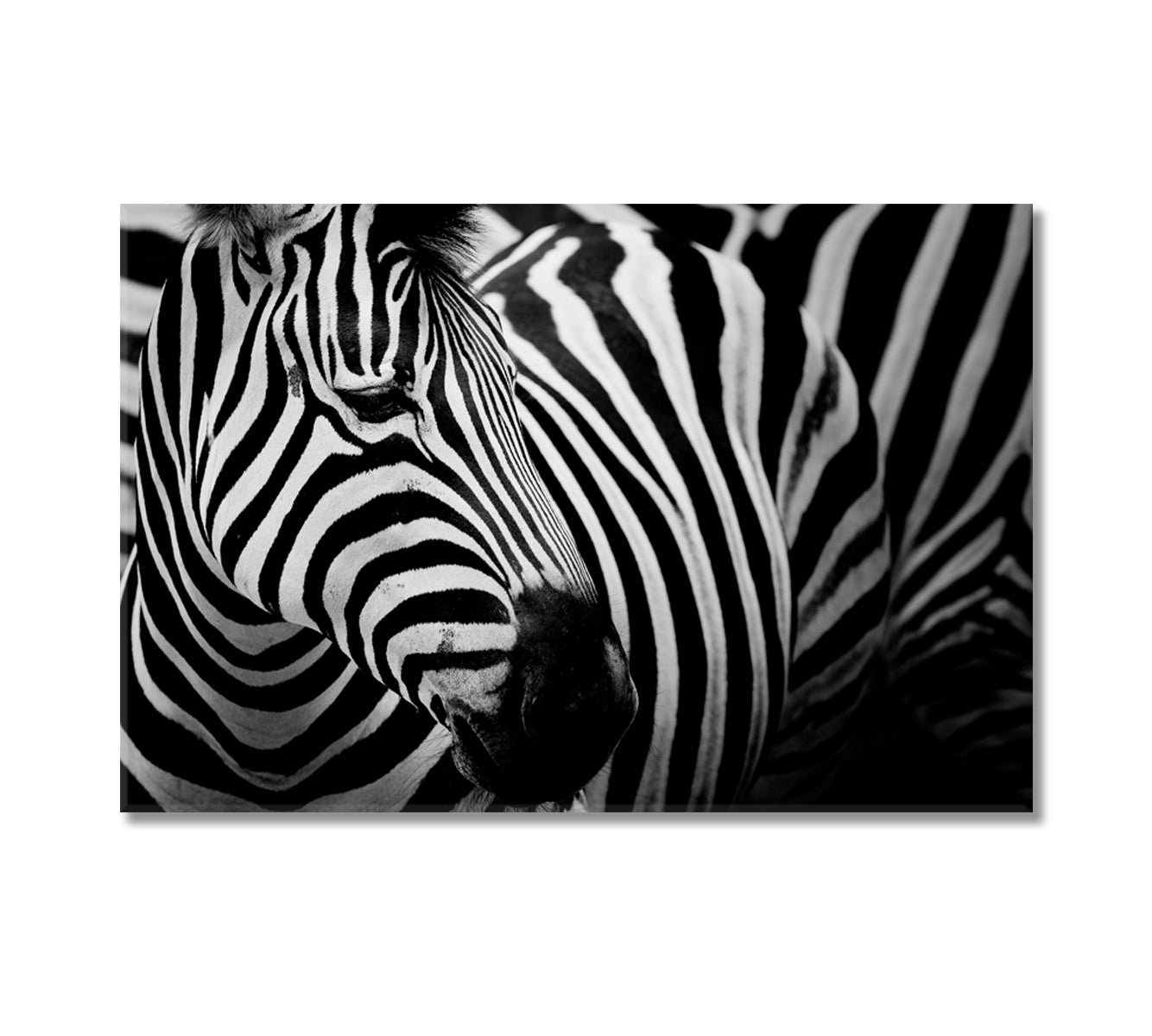 Zebra Black and White Wall Art-Canvas Print-CetArt-1 Panel-24x16 inches-CetArt